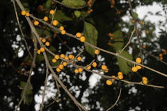 Ficus tinctoria subsp. gibbosa